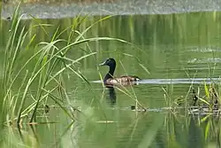 Breeding male