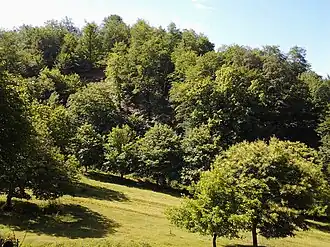 Forest in Balakan