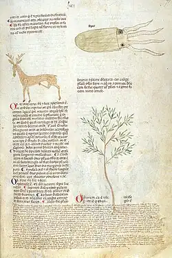 A. De ossis de corde cervi, De ossis sepie, De olibano (fo 71 ro).