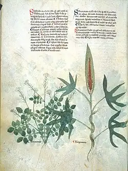 E. De senationes, De serpentaria (fo 93 vo).