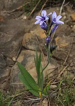 Babiana fragans
