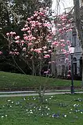 Magnolia