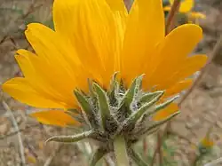 Balsamorhiza hookeri phyllaries are widely separated, hairy, stiff, and point away from the stem.
