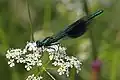 Green male