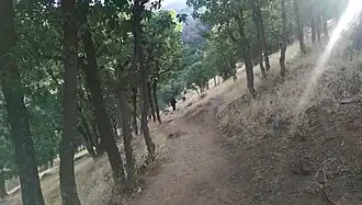 Arbaba forest