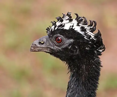 Image 12 Bare-faced curassow Photograph: Charles J. Sharp A portrait of a female bare-faced curassow (Crax fasciolata), taken at the Pantanal in Brazil. This species of bird in the family Cracidae is found in eastern-central and southern Brazil, Paraguay, eastern Bolivia, and extreme northeast Argentina. Its natural habitats are tropical and subtropical dry and moist broadleaf forests. More selected pictures