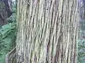 Close up of bark, Blue Hills Reservation in Massachusetts