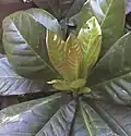 New leaves