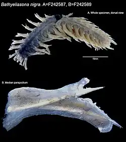 Example species