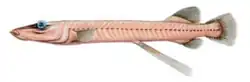 Bathylychnops exilis