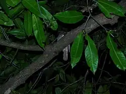 Sri Lanka frogmouth