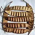 Dried pods