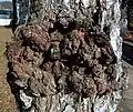 Canker on a birch