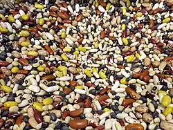 Phaseolus vulgaris and other Phaseolus species were cultivated.