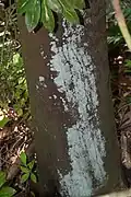 Bark