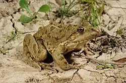 Pelophylax kl. grafi