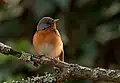 Kashmir flycatcher wintering in Ooty