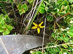 Bidens andicola