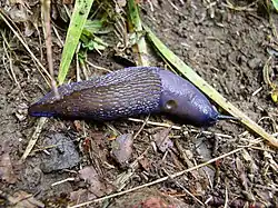Limacidae (Bielzia coerulans), the pneumostome is just posterior to the midpoint of the mantle