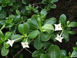 B. tetrandra (siale tafa), Tongatapu, Tonga