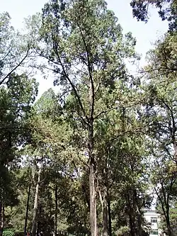 Mature tree