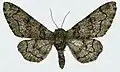 Subspecies nepalensis (female)