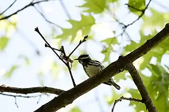 Warbler