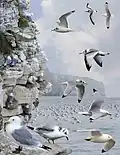 ID composite