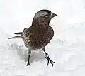 Sandia Peak - New Mexico