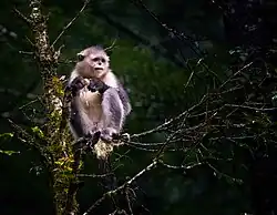 Gray monkey