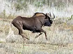 Black wildebeest.[3]