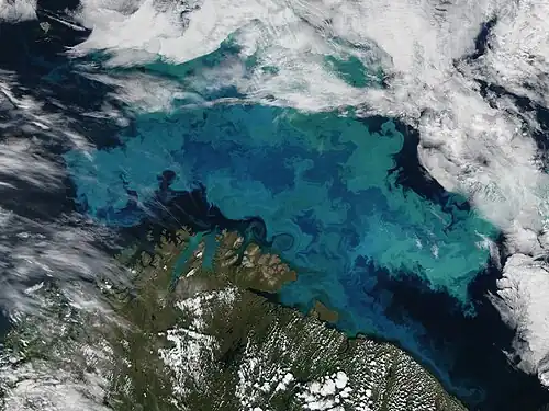 G. huxleyi bloom in the Barents Sea.