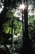 Cathedral of Ferns