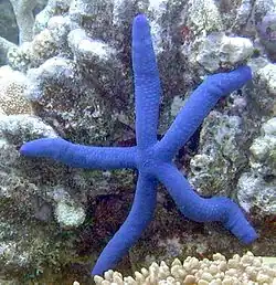 Linckia laevigata