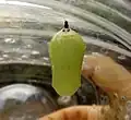 Pupa