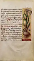 Onion, f. 143