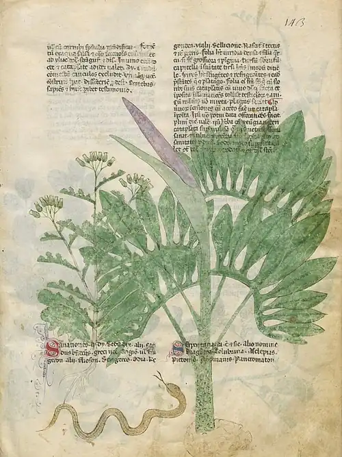 F. De senationes, De serpentaria (fo 143 ro).