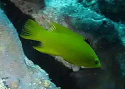 Juvenile