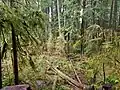 Forest with tall soggy trees and a bunch of moss and ferns