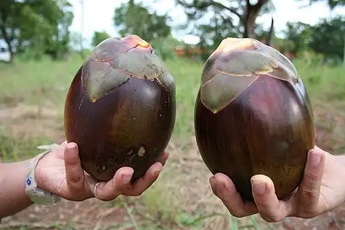 Fruit