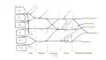 The brachial plexus, including all branches of the C5-T1 ventral primary rami. Includes mnemonics for learning the plexus's connections and branches.