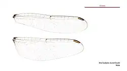 Male wings