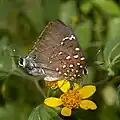 Brangas rambutorum, Colombia