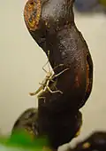 Nymph