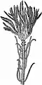 Isocrinus asteria