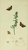Illustration from John Curtis's British Entomology Vol. 5