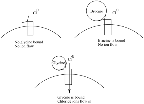 Brucine's mechanism of action