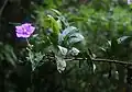 Brunfelsia grandiflora : flowering branch seen in profile, showing buds and single bloom.