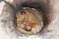 Tasmanian brushtail possum sleeping