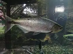 Brycon moorei